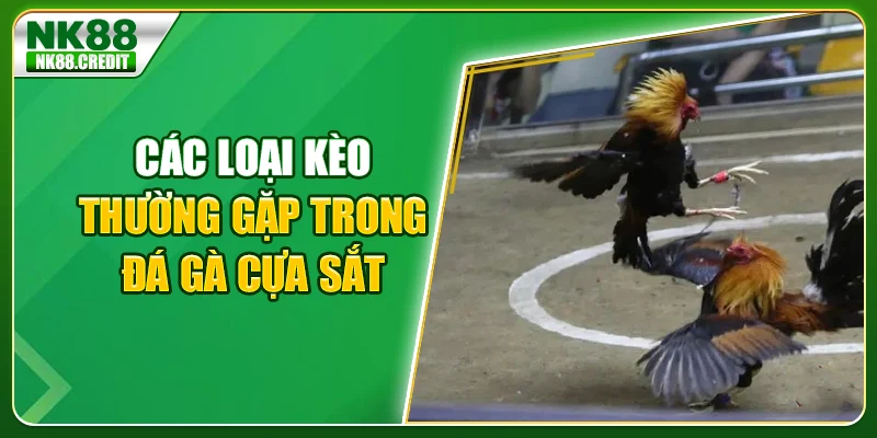 Các loại kèo thường gặp trong đá gà cựa sắt