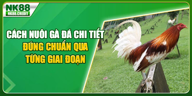 Cách nuôi gà đá chi tiết
