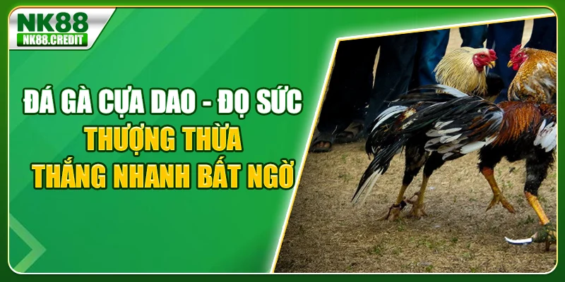 Đá gà cựa dao