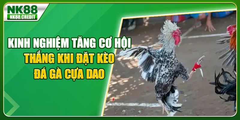 Kinh nghiệm tăng cơ hội thắng khi đang đặt kèo đá gà cựa dao